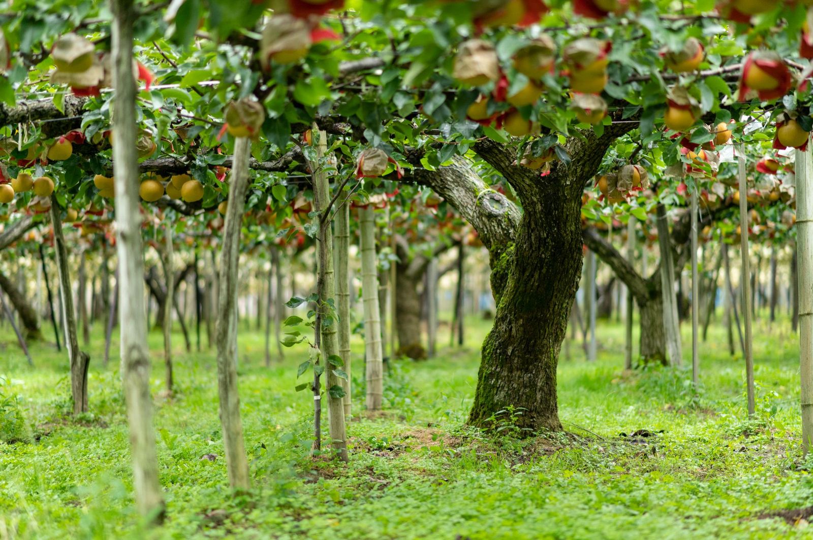 観光・農業体験コンテンツ